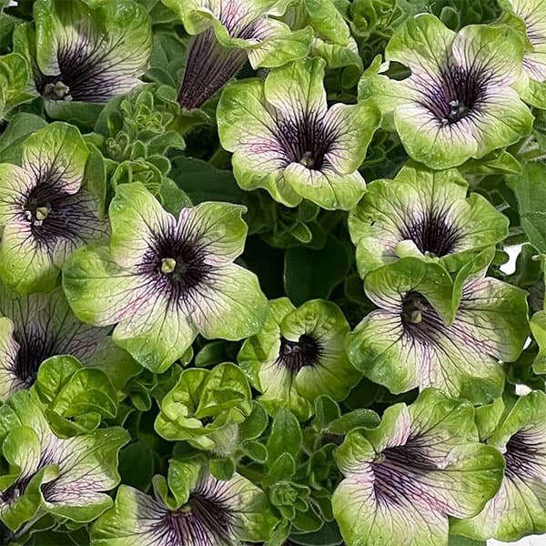 ペチュニア：にゃーぐコレクション　メロン3.5号ポット