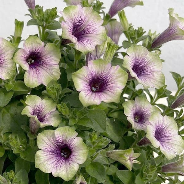 ペチュニア：にゃーぐコレクション　グリベリー3.5号ポット