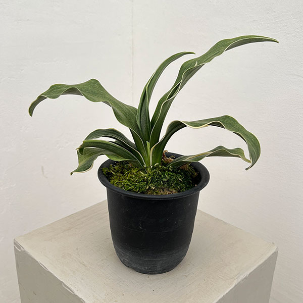 オモト（万年青）：錦明鳳（きんめいほう）4号プラ鉢【現品販売268748】