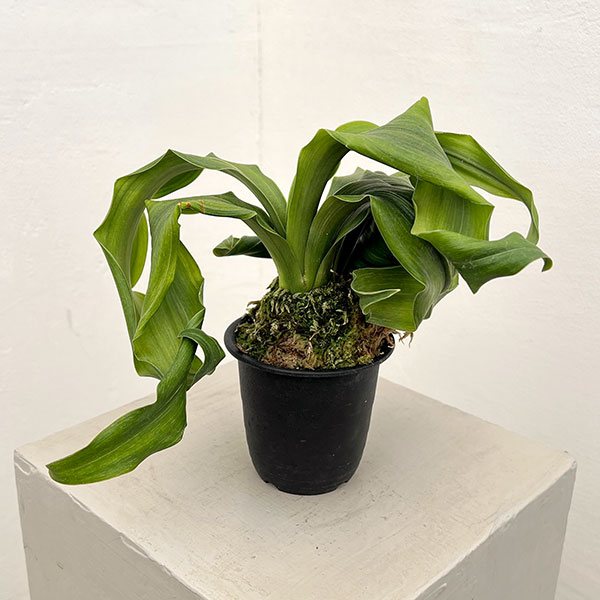 オモト（万年青）：金剛獅子(こんごうじし)実生3号プラ鉢【現品販売268749】