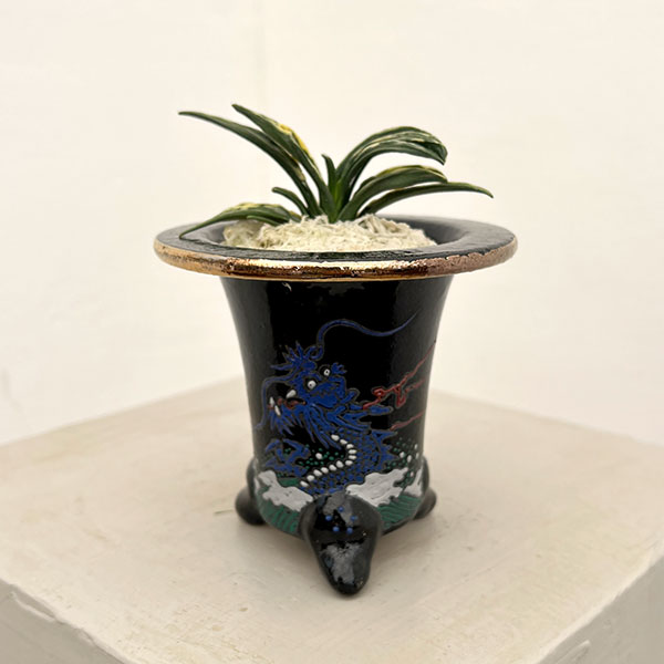 オモト（万年青）：瑞泉　錦鉢（龍）植え【現品販売268750】