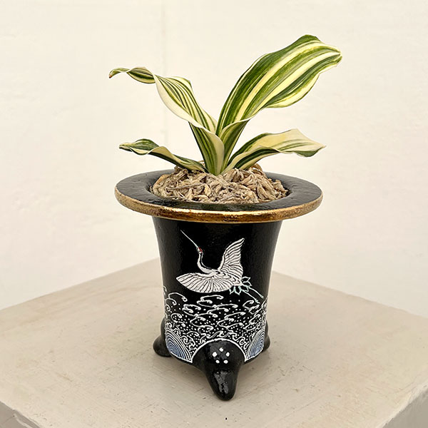 オモト（万年青）：出世実生　錦鉢（鶴）植え【現品販売268751】