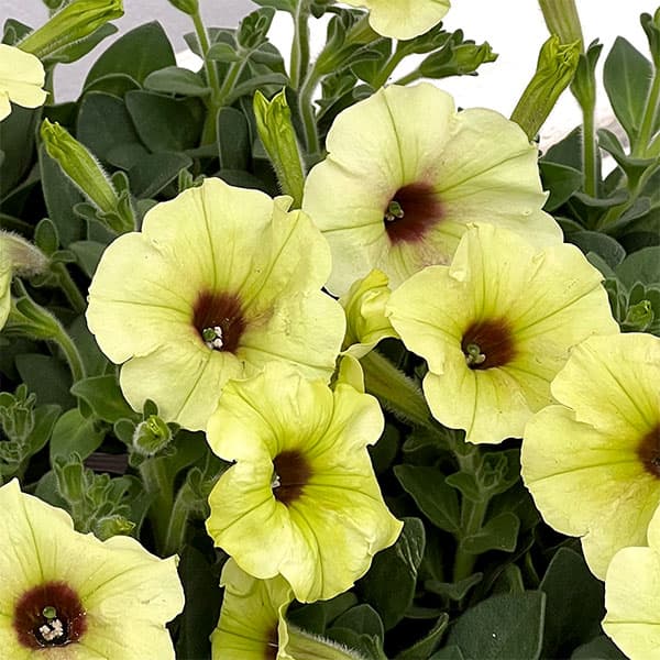 ペチュニア：ビバ　ストロングライムパンチ3.5号ポット 12株セット