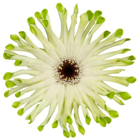 ガーベラ（切花向け品種）：パスティーニ　アロナ3.5号ポット