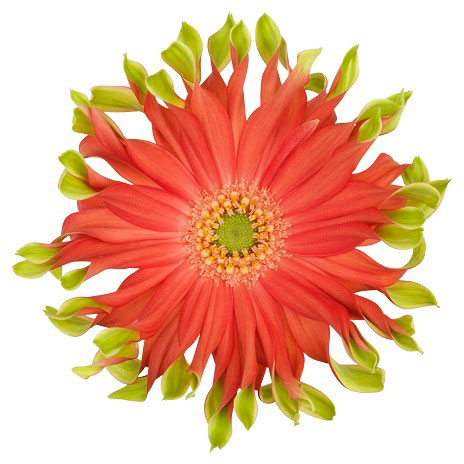 ガーベラ（切花向け品種）：パスティーニ　リベロ3.5号ポット