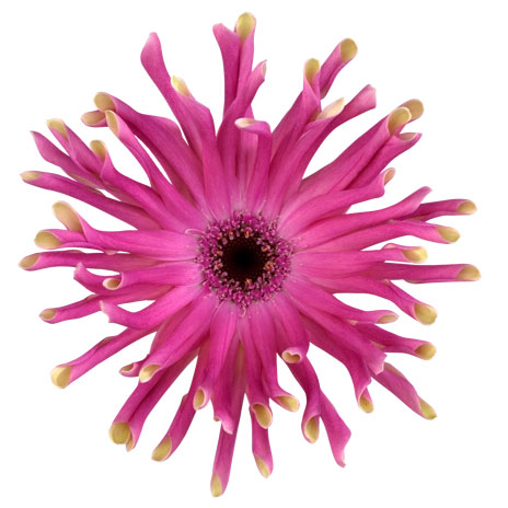 ガーベラ（切花向け品種）：パスティーニ　ビットリア3.5号ポット