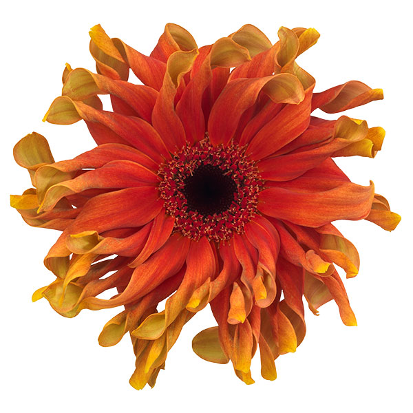 ガーベラ（切花向け品種）：パスタ　カプレーゼ3.5号ポット