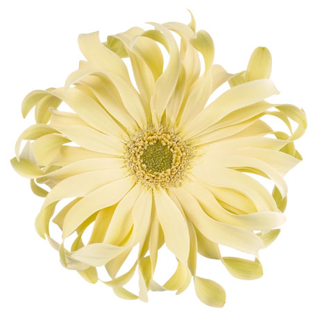 ガーベラ（切花向け品種）：パスタ　カルボナーラ3.5号ポット