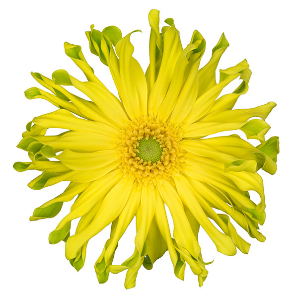 ガーベラ（切花向け品種）：パスタ　リモナータ3.5号ポット