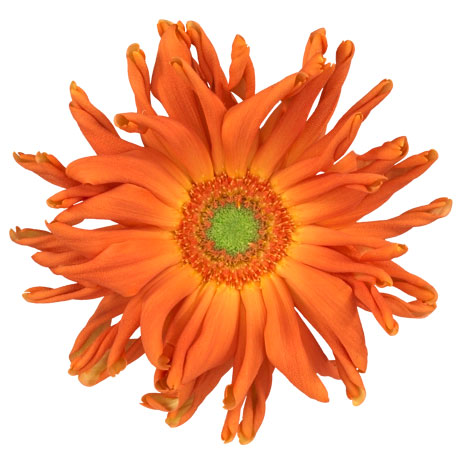 ガーベラ（切花向け品種）：パスタ　マリナーラ3.5号ポット