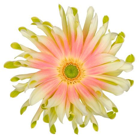 ガーベラ（切花向け品種）：パスタ　ナビ3.5号ポット