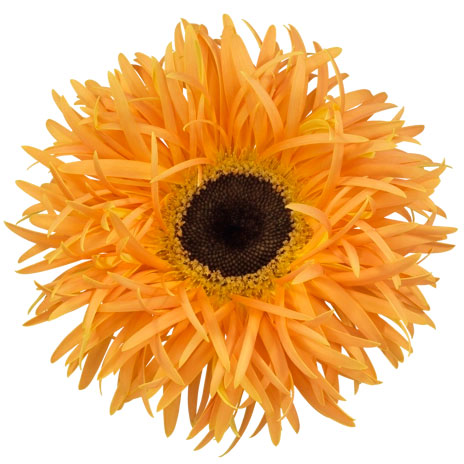 ガーベラ（切花向け品種）：スパイダー　バンブー3.5号ポット