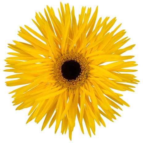 ガーベラ（切花向け品種）：スパイダー　ブラベリー3.5号ポット