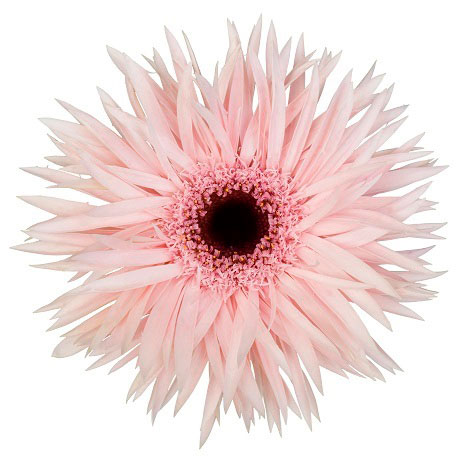 ガーベラ（切花向け品種）：スパイダー　クリームスピン3.5号ポット