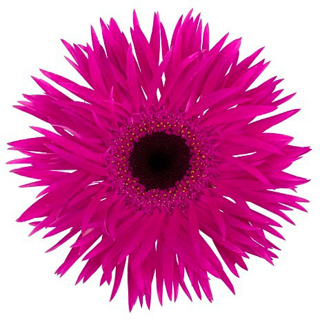 ガーベラ（切花向け品種）：スパイダー　ノラ3.5号ポット