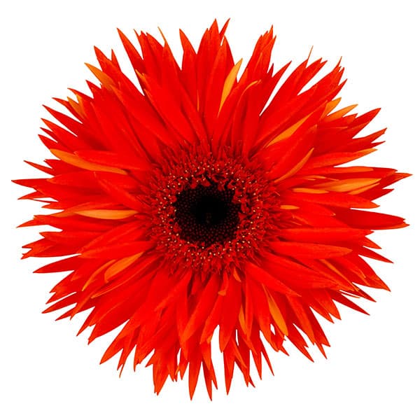 ガーベラ（切花向け品種）：スパイダー　プレイズ3.5号ポット