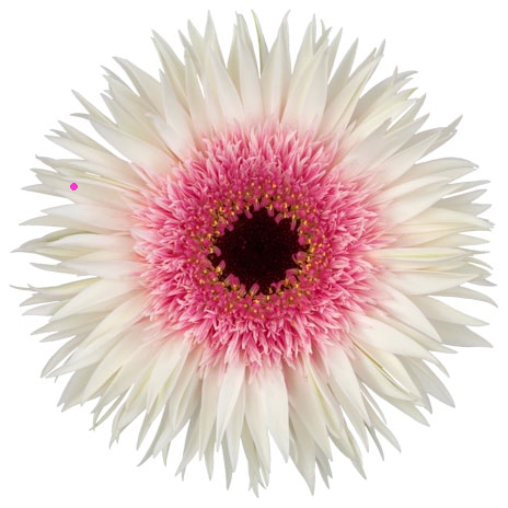 ガーベラ（切花向け品種）：スパイダー　スタント3.5号ポット