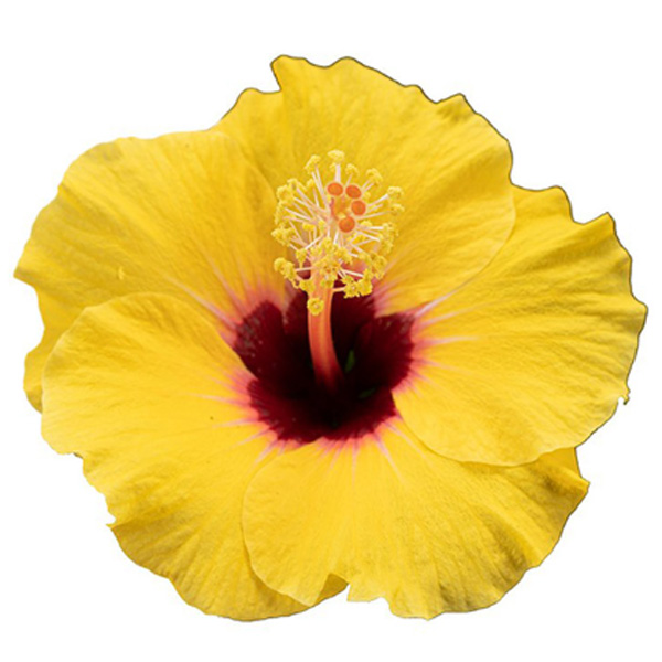 ハイビスカス：カミラ 3.5号ポット