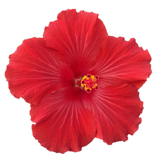 ハイビスカス（ニューロングライフ）：イオス 3.5号ポット