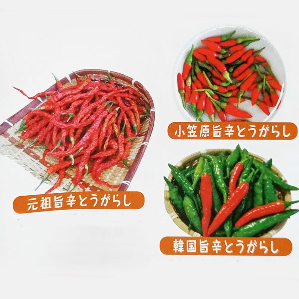 [送料無料]旨辛とうがらしおまかせ品種ミックス自根苗3号ポット28株セット