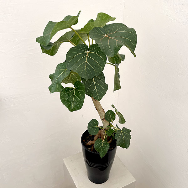 フィカス：アブチリフォリア　5号鉢植え