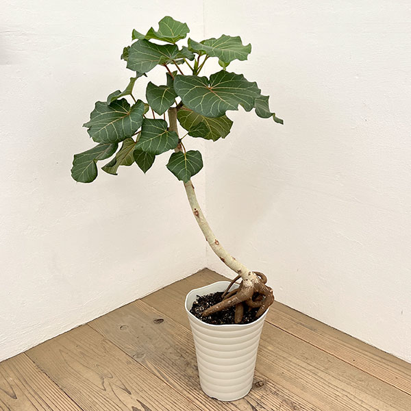 フィカス：アブチリフォリア　7号鉢植え26-01