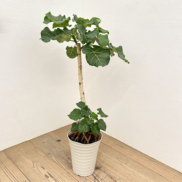 フィカス：アブチリフォリア　7号鉢植え26-02