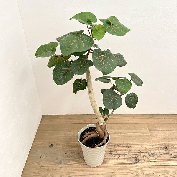 フィカス：アブチリフォリア　7号鉢植え26-03