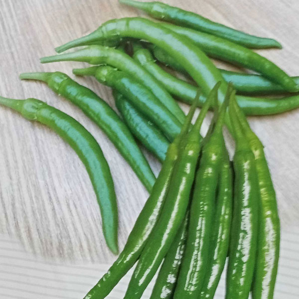 [送料無料]ぱくぱく甘長とうがらし自根苗3号ポット28株セット