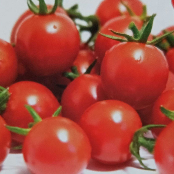 [送料無料]ミニトマト：まゆか自根苗3号ポット 28株セット