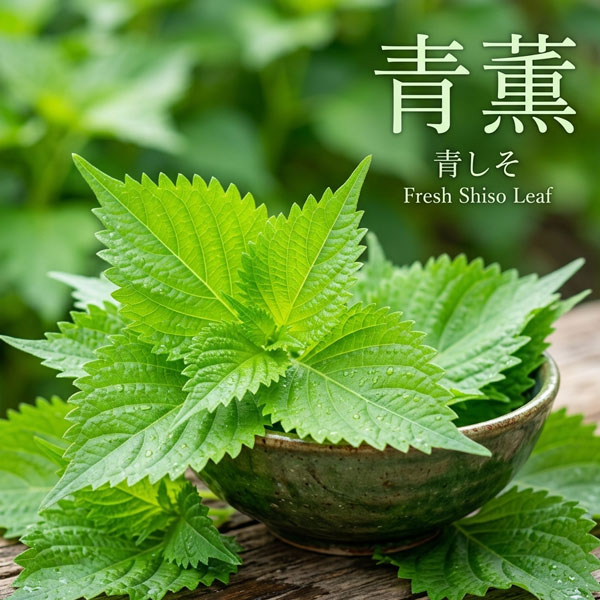 [送料無料]青しそ（アオジソ・青紫蘇）青薫3号ポット 28株セット