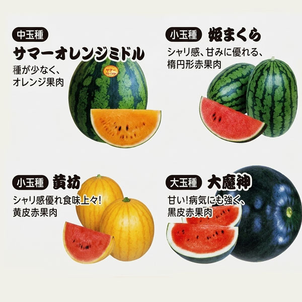 [送料無料]スイカ：旨し・珍しこだわり西瓜おまかせ品種自根苗9cm（3号）ポット 28株セット