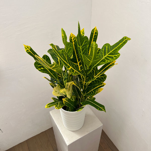 クロトン：鉾葉グリーン　6号鉢植え