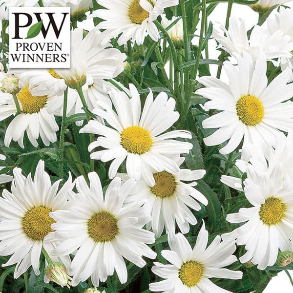 レウカンセマム：ミルキーウェイ・デイジーメイ11cmポット*