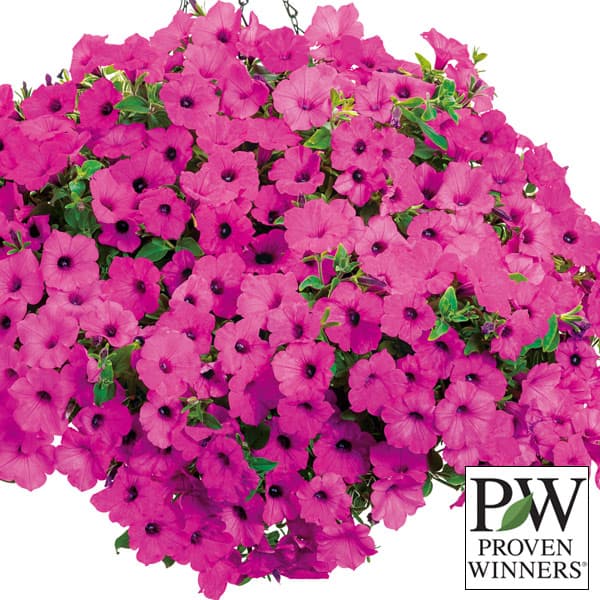 ペチュニア：スーパーチュニアビスタジャズベリー3号ポット*