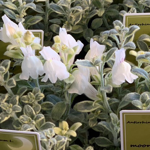 キンギョソウ（リナリア）：ムーンライトオブトリニティ2.5号ロングポット 3株セット