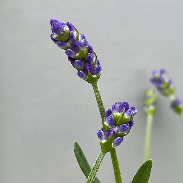 ラベンダー：ふらの3-3.5号ポット 6株セット