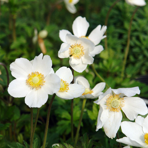 アネモネ：ウッドアネモネ　マドンナ3号ポット 3株セット