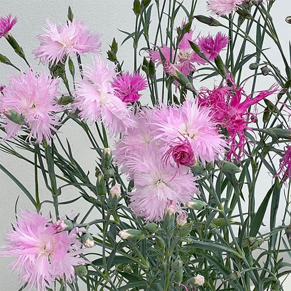 ダイアンサス：ロカブレンド3.5号ポット 3株セット