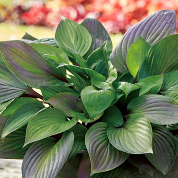 ギボウシ（ホスタ）：ファーストブラッシュ5号ポット