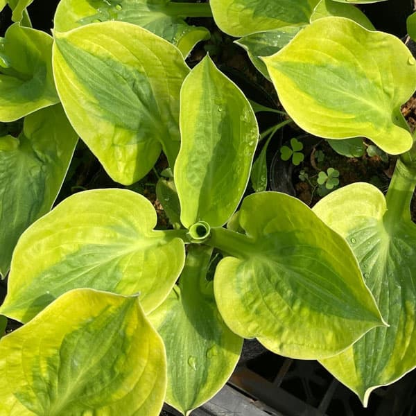 ギボウシ（ホスタ）：グラッドラグス5号ポット