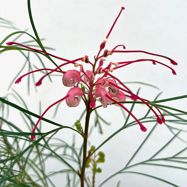 グレビレア：ロンギスティーラーエレガンス4号ポット