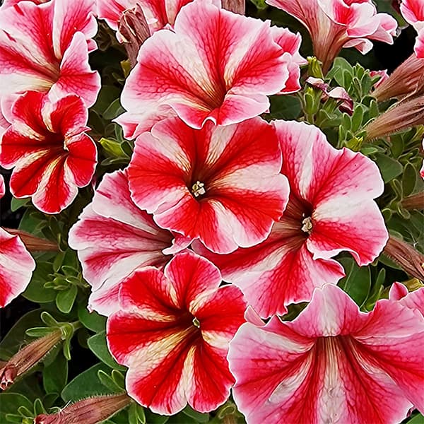 ペチュニア：クレイジーチュニア　セクレドスター3.5号ポット 6株セット