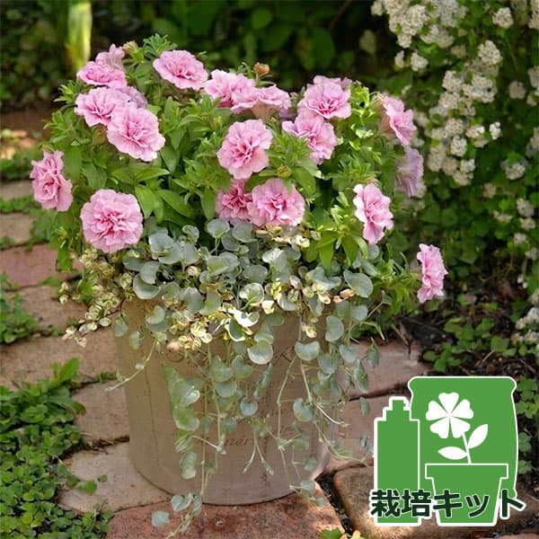 [送料無料]間室みどりさんのペチュニア寄せ植えキット/ギュギュ・ダブルピンク