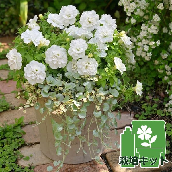 [送料無料]間室みどりさんのペチュニア寄せ植えキット/ギュギュ・ダブルホワイト