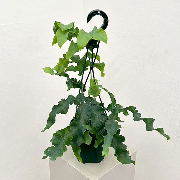 ポリポジウム：マンダイアナム　5号吊り鉢