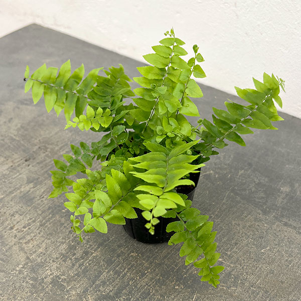 ネフロレピス：マッチョ　3号ポット