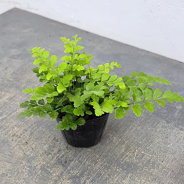 アスプレニウム：パルバーティ　3号ポット