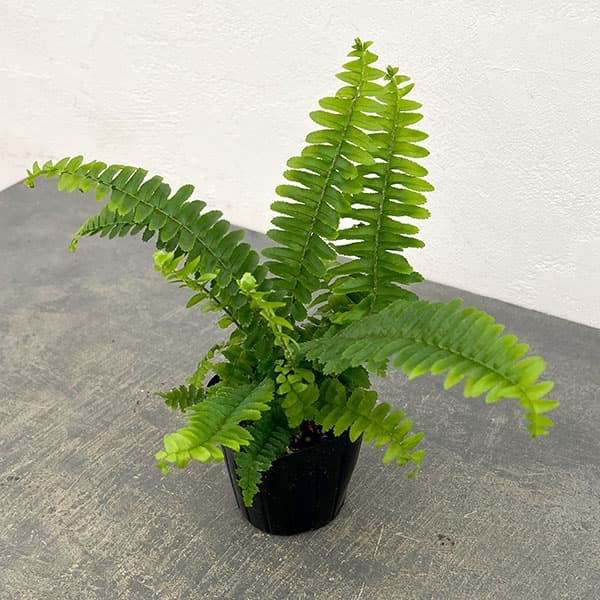 ネフロレピス：チェスター　3号ポット