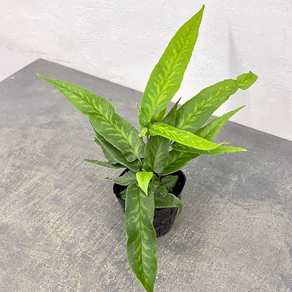 コニオグランメ：ジャポニカ　3号ポット